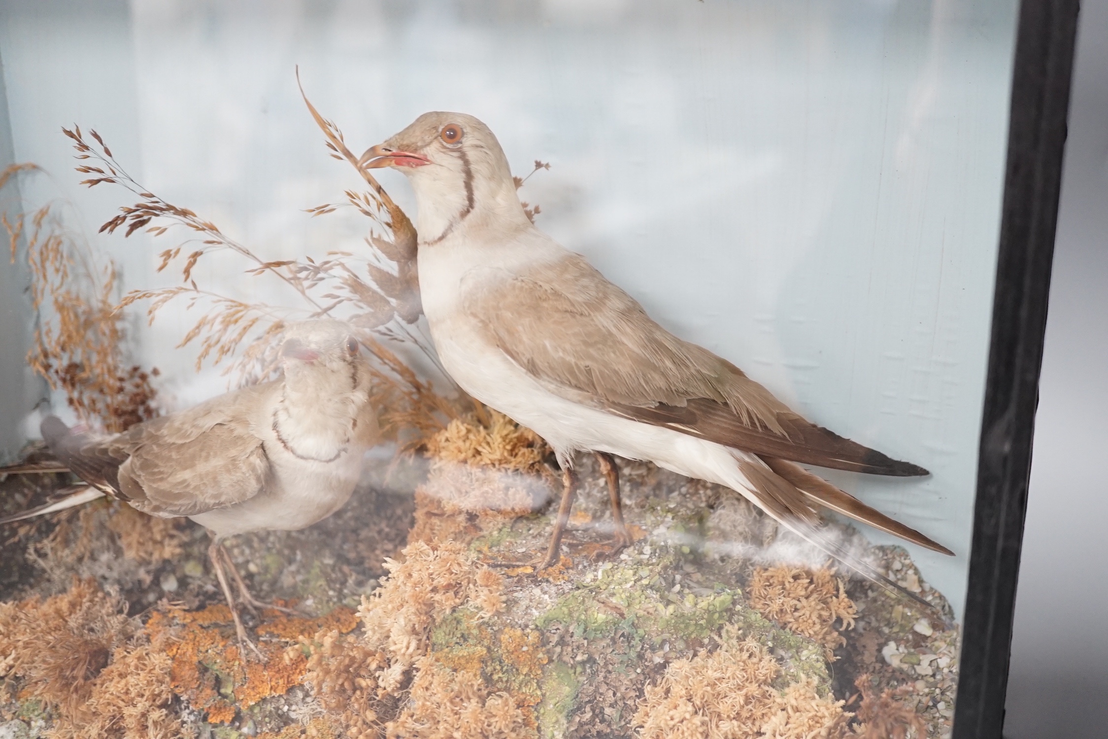 A pair of taxidermy standing Collared Pratincoles in glazed wooden case by T.M. Williams of Oxford St. - 33.5 x 43.5cm